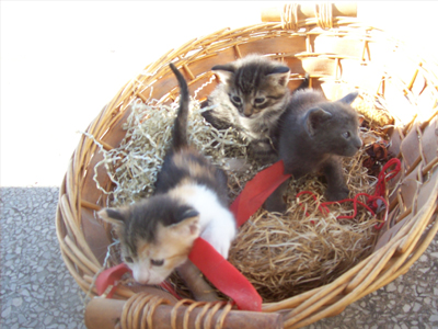 Ποιος θα τα φιλοξενήσει;